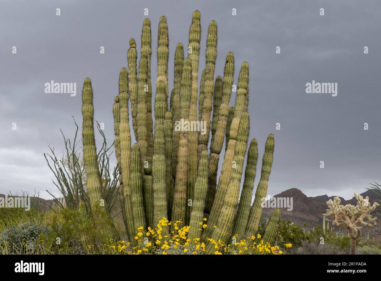 Grand organ Pipe Cactus au Monument National Organ Pipe Cactus, Arizona, États-Unis Banque D'Images