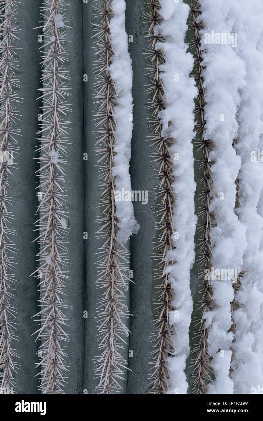 Saguaros avec de la neige rare Banque D'Images