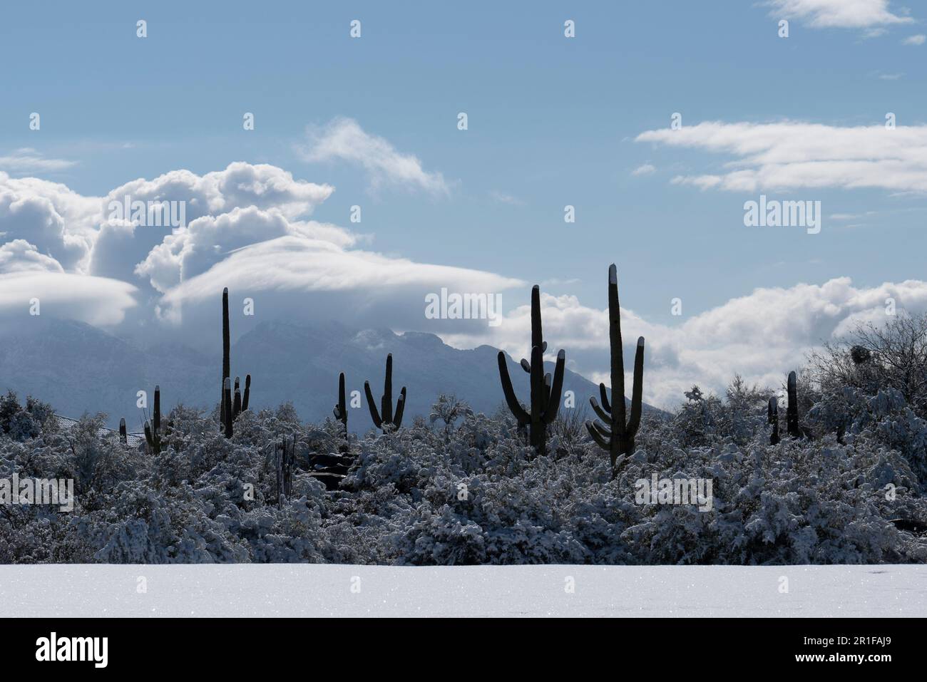 Désert de Sonora après une rare tempête de neige Banque D'Images