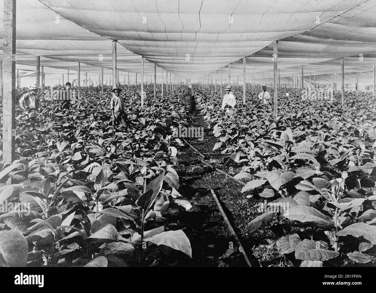 Photo d'archives : cultiver le tabac sous toile, Cuba ca. 1908-1919 Banque D'Images