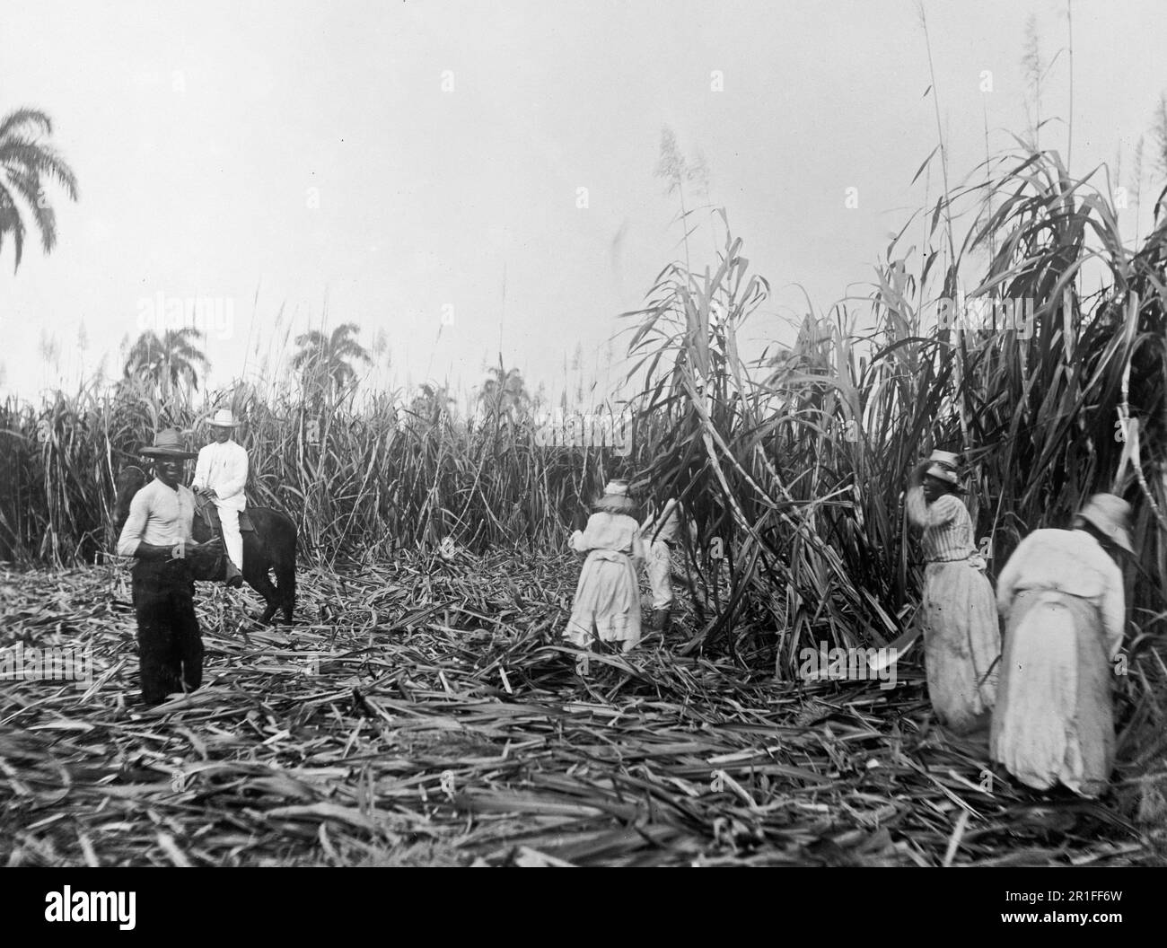 Photo d'archives: Hommes et femmes travaillant à couper la canne à sucre dans une plantation à Cuba ca. 1908-1919 Banque D'Images