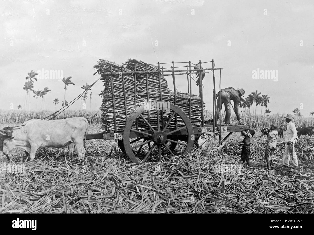Photo d'archives: Les travailleurs chargeant de la canne à sucre sur un chariot dans une plantation à Cuba ca. 1908-1919 Banque D'Images
