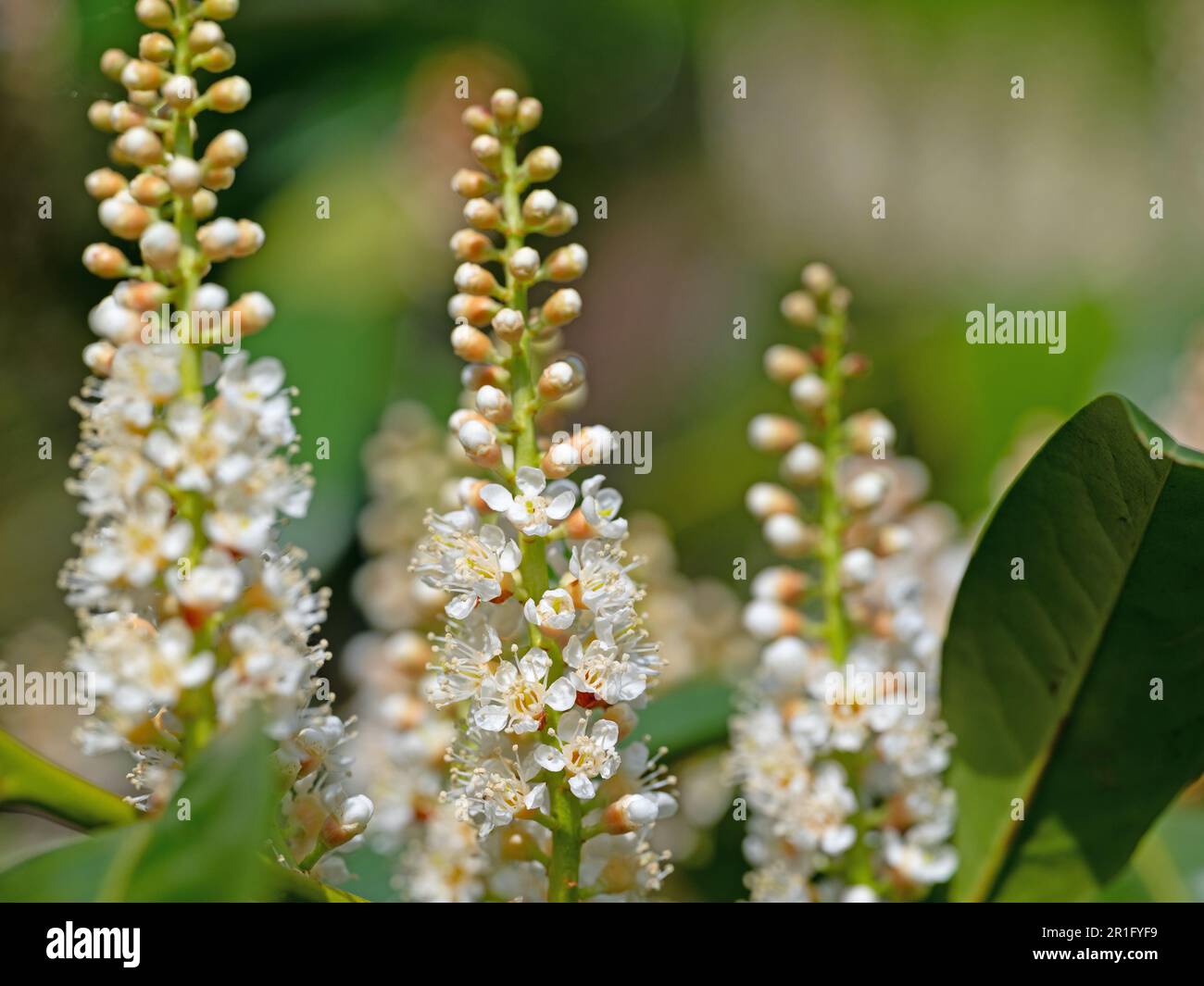 Fleur de Laurier de cerisier, Prunus laurocerasus, au printemps Banque D'Images