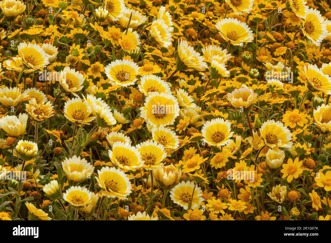 Les Tidytips côtiers et les champs aurifères de Californie sont en pleine floraison à Mori point, Pacifica, Californie, États-Unis. Banque D'Images