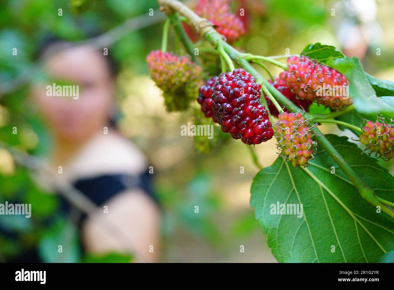 Gros plan de fruits mûrs sur l'arbre Banque D'Images