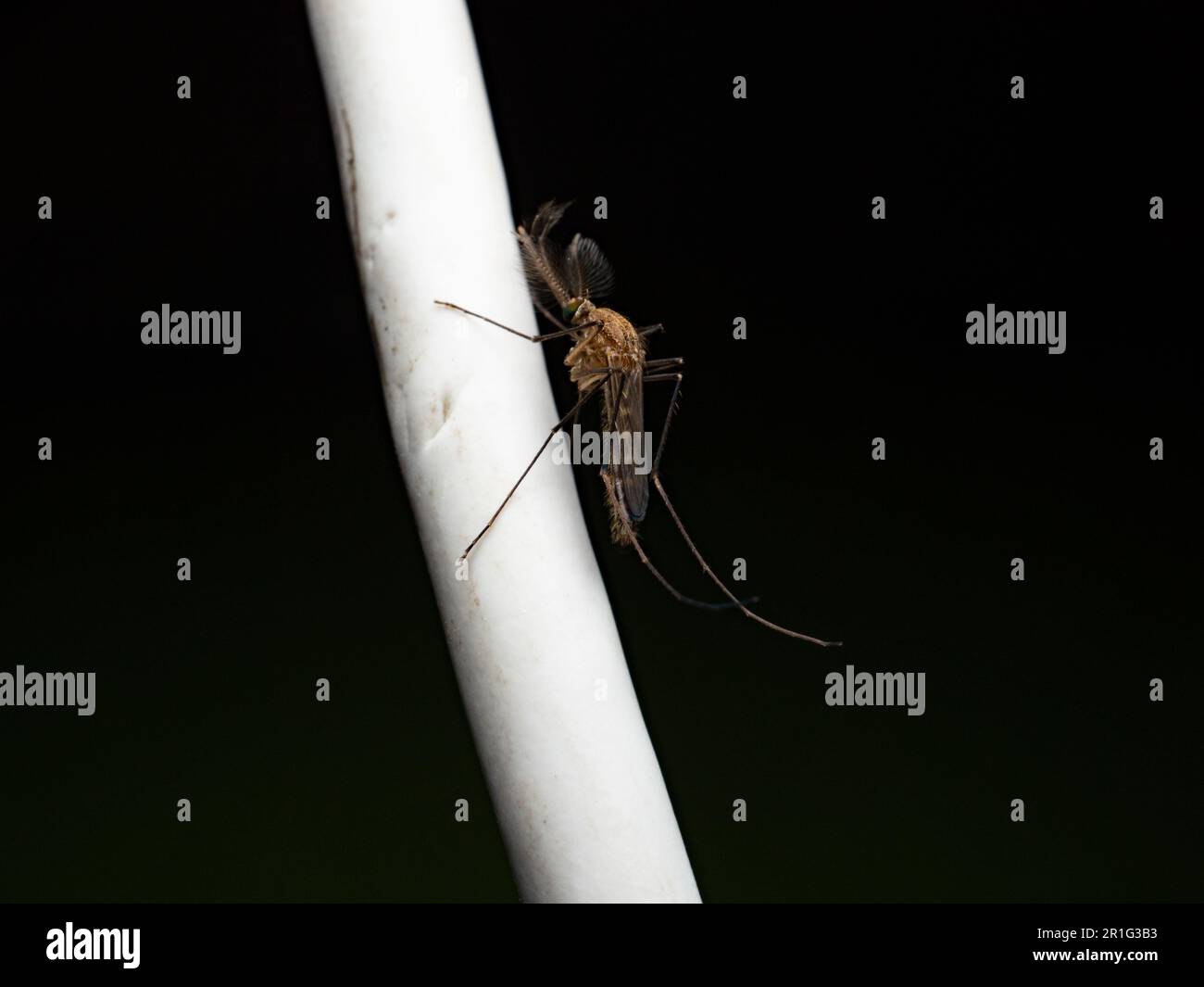 Gros plan d'un moustique qui perche sur un câble blanc. Capturé sur fond noir. Banque D'Images