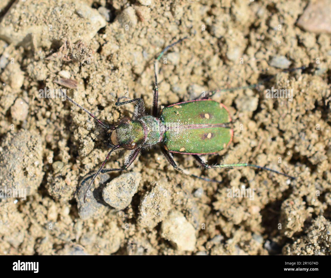 Coléoptère tigre vert Cicindela campestris sur sable environnement naturel Banque D'Images