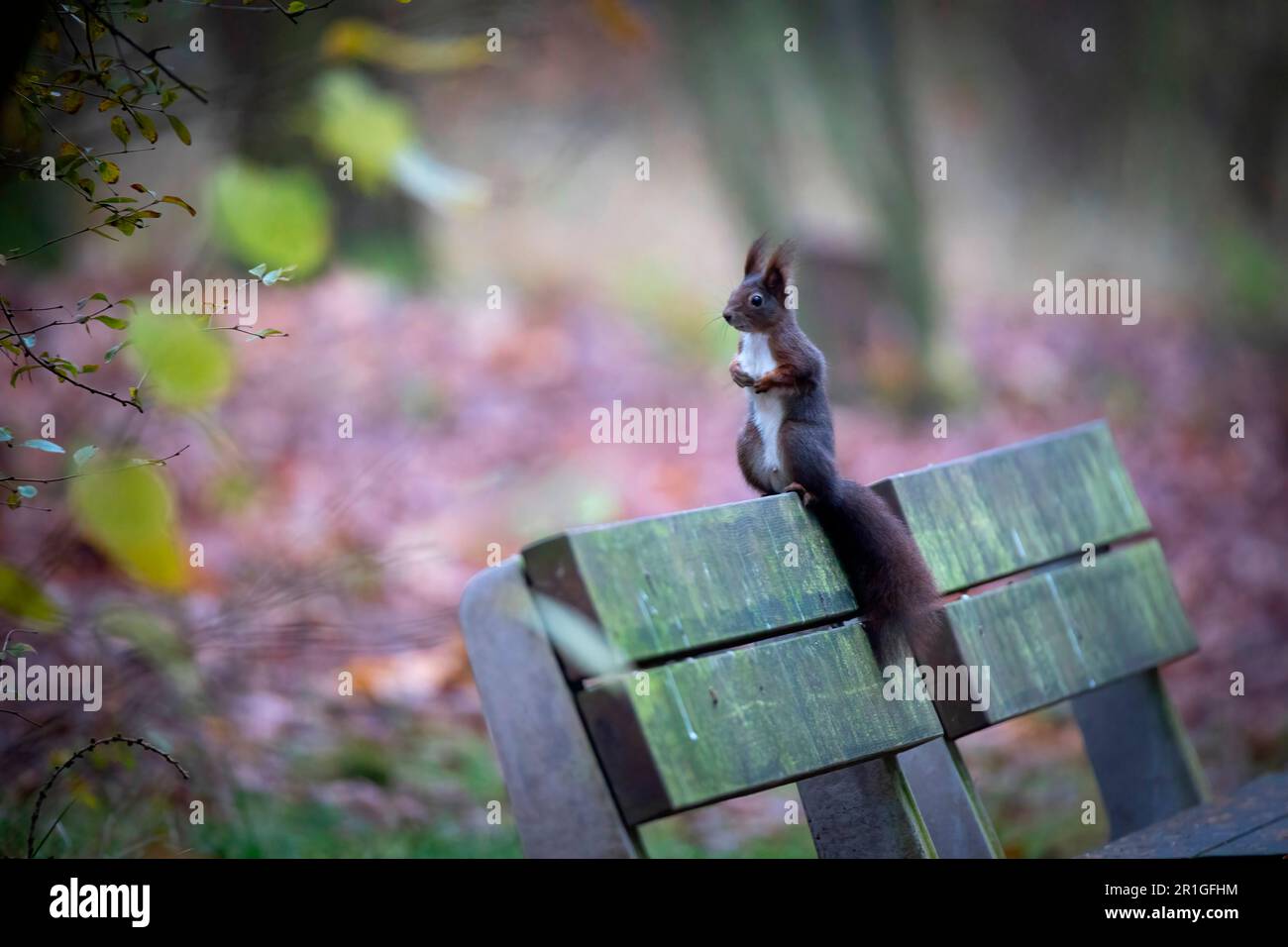 Magnifique écureuil assis sur un banc et observe, la photo de Paris. Banque D'Images