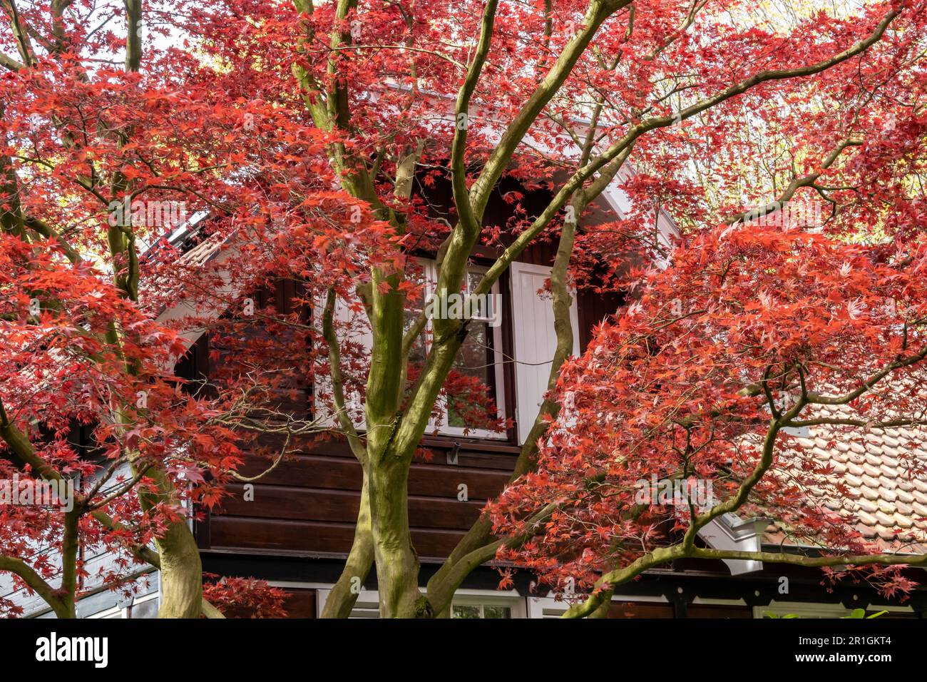 Érable japonais, Acer palmatum 'Atropurpuremanm' rouge, arbre avec feuilles rouges dans le jardin avant de la maison au printemps, pays-Bas Banque D'Images