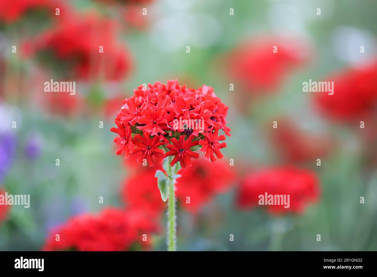 Fleurs rouges de lychnis dans le jardin d'été. Silene chalcedica, Maltais-cross, scarlet lychnis. Banque D'Images