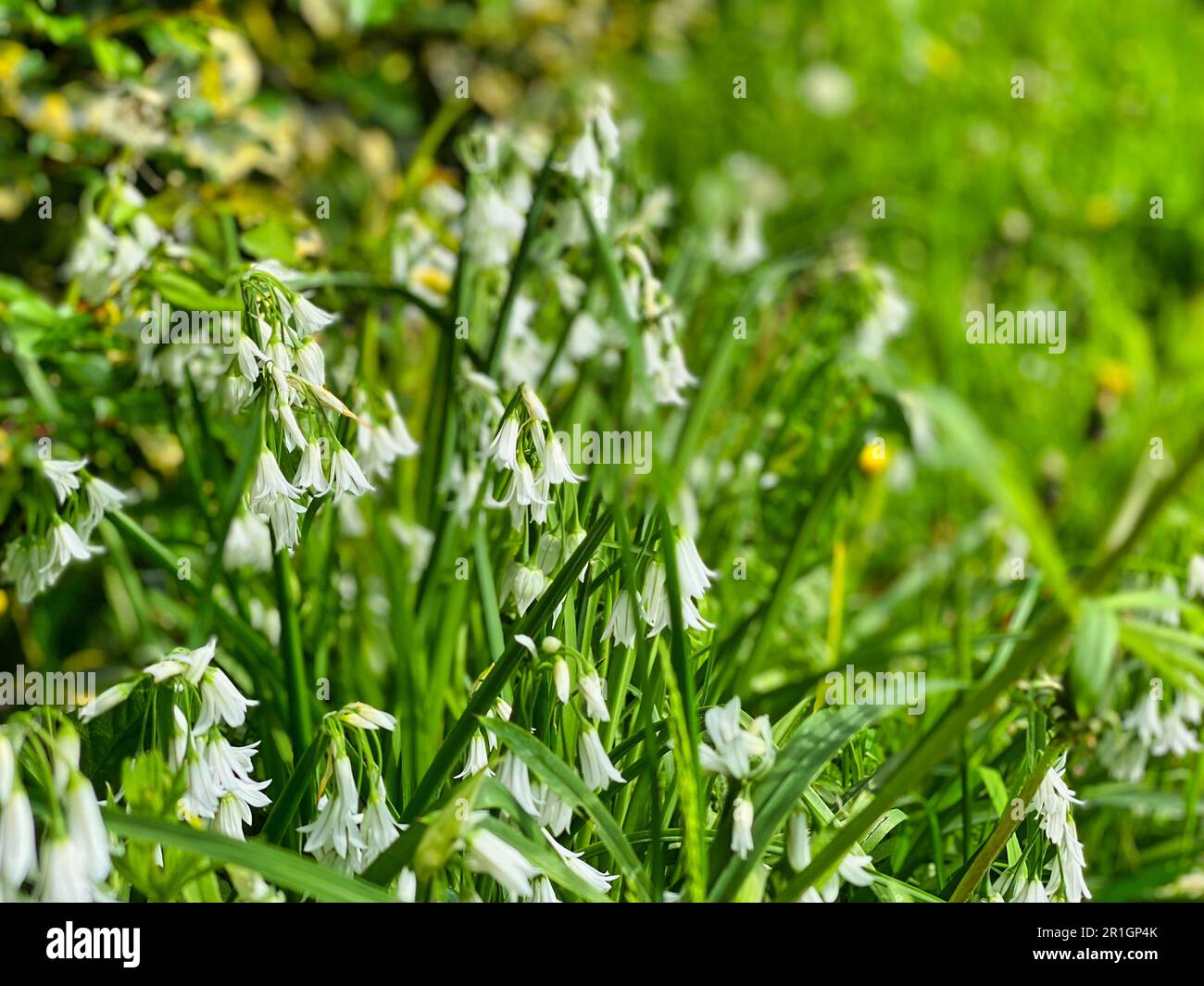Fleurs sauvages dans un parc de Devon Banque D'Images