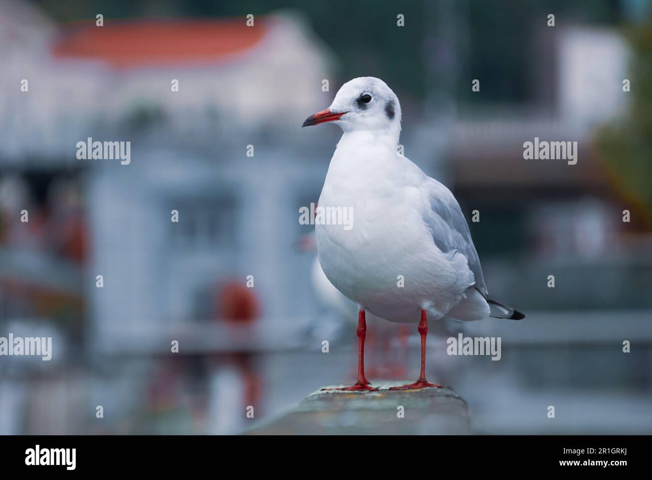 Mouette perchée sur une rampe dans le port Banque D'Images