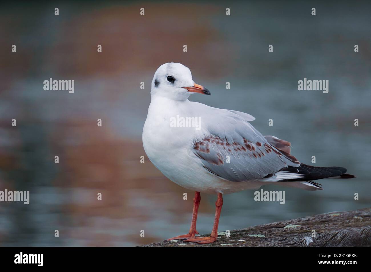 Mouette perchée sur une rampe dans le port Banque D'Images