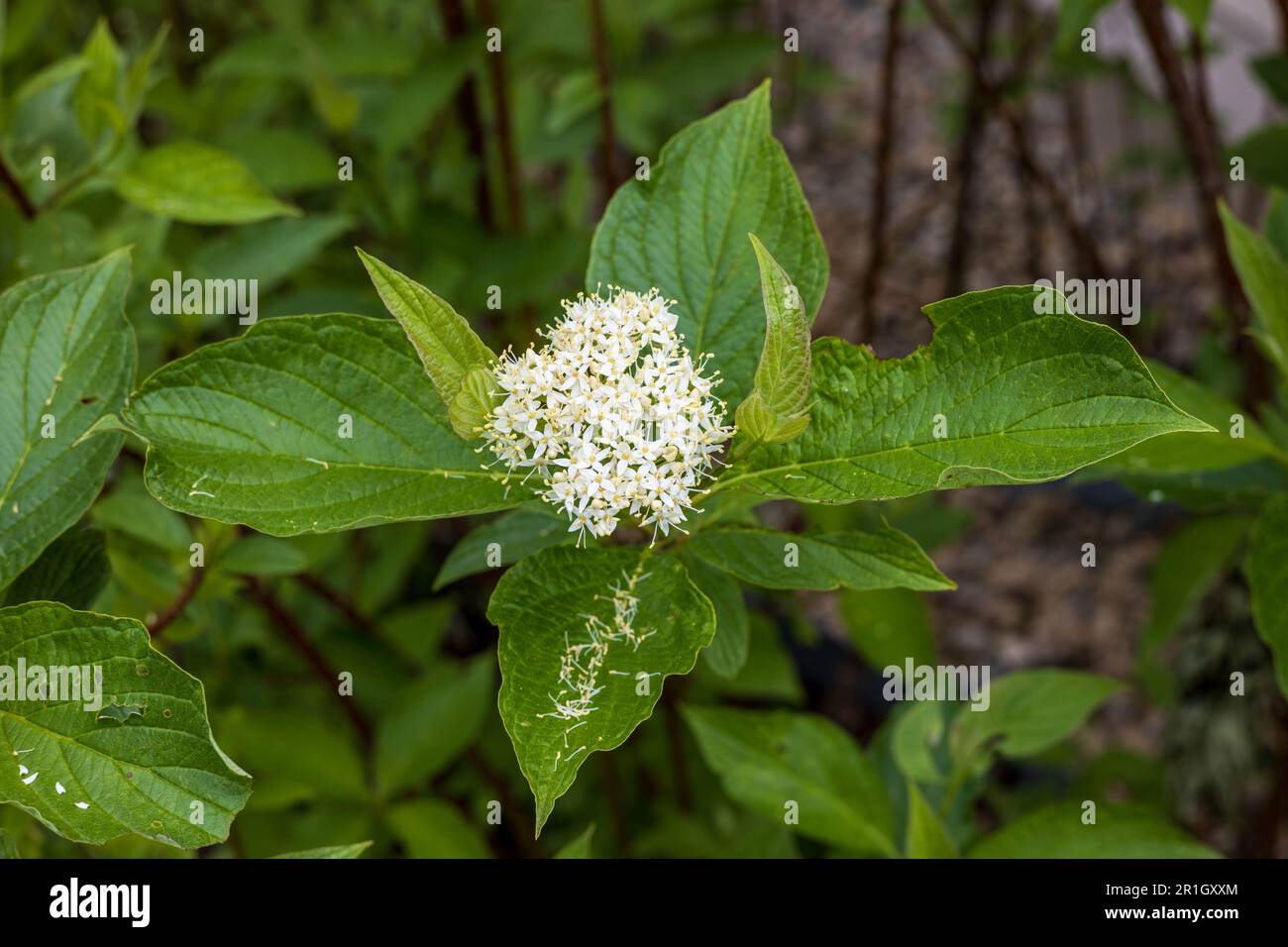 la fleur blanche d'un arbuste à cornouiller en début d'après-midi Banque D'Images