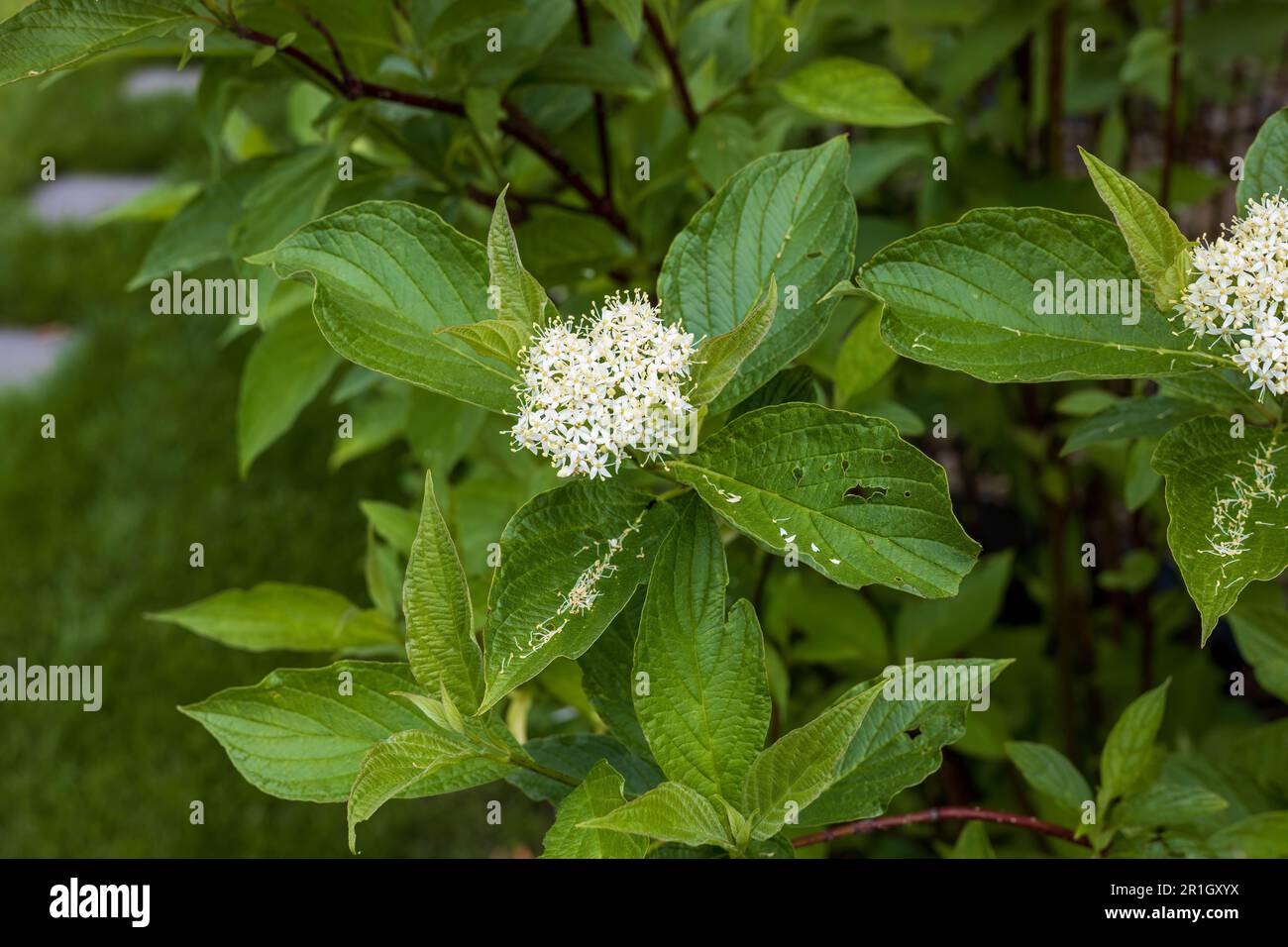 la fleur blanche d'un arbuste à cornouiller en début d'après-midi Banque D'Images