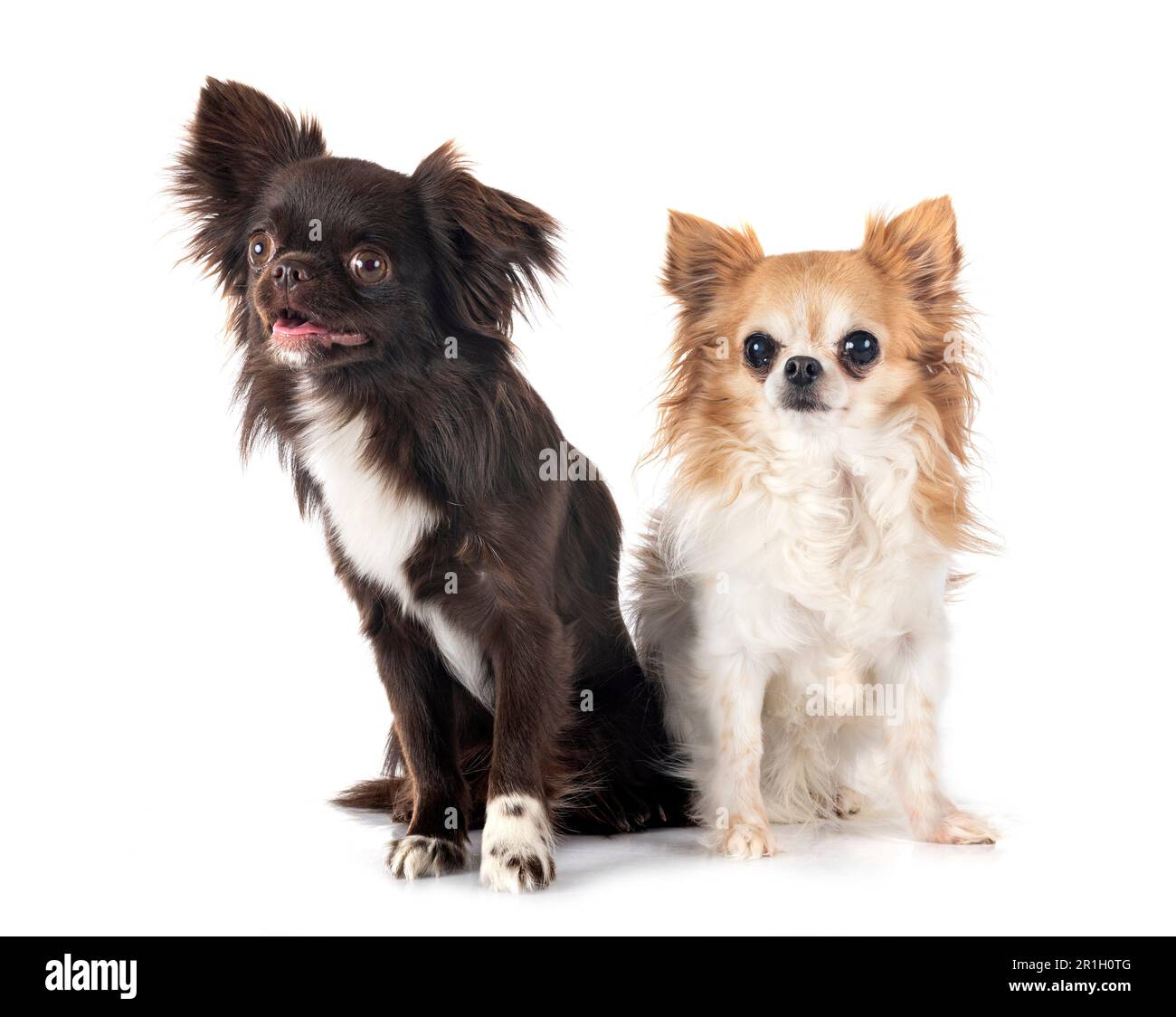 Peu chis in front of white background Banque D'Images