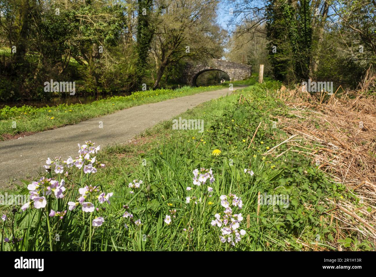 Le ladys Smock ou Cuckoo Flower (Cardamine pratensis) fleurit à côté de Monbucshire et du canal Brecon dans le parc national de Brecon Beacons. Pencelli pays de Galles Royaume-Uni Banque D'Images