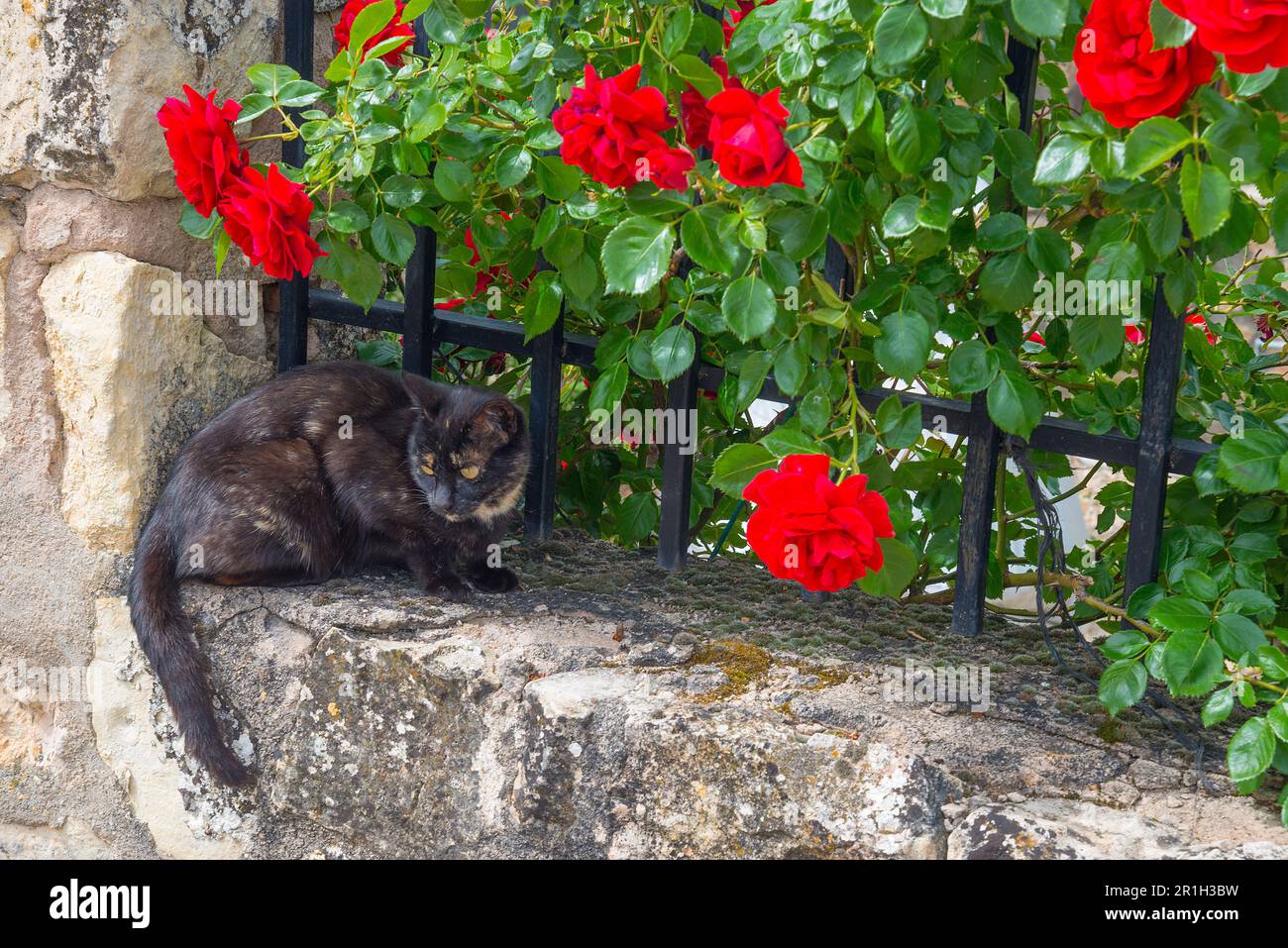 Calico chat dans un jardin. Banque D'Images