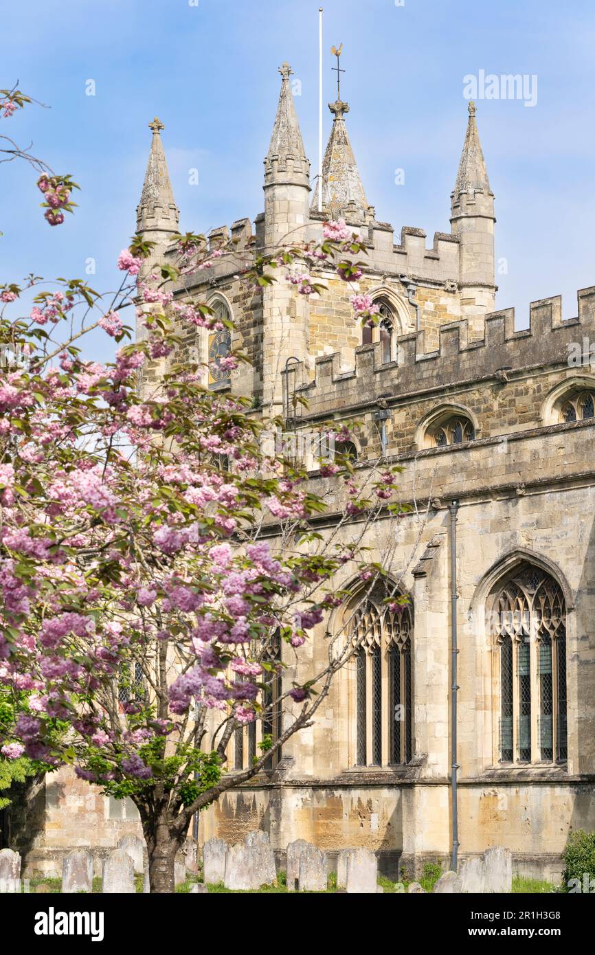 St. L'église de Michael avec de jolies fleurs de cerisier Kwanzan roses au printemps. Une église paroissiale anglicane de grade I est inscrite à Basingstoke, en Angleterre Banque D'Images