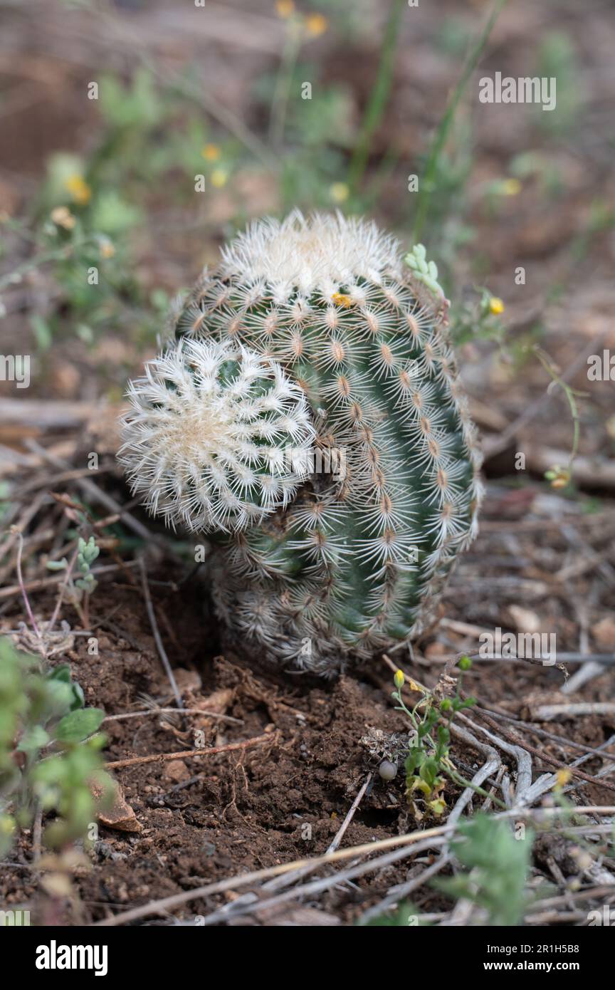 Un minuscule petit Cactus de hérisson de dentelle avec de nombreuses épines blanches. Banque D'Images