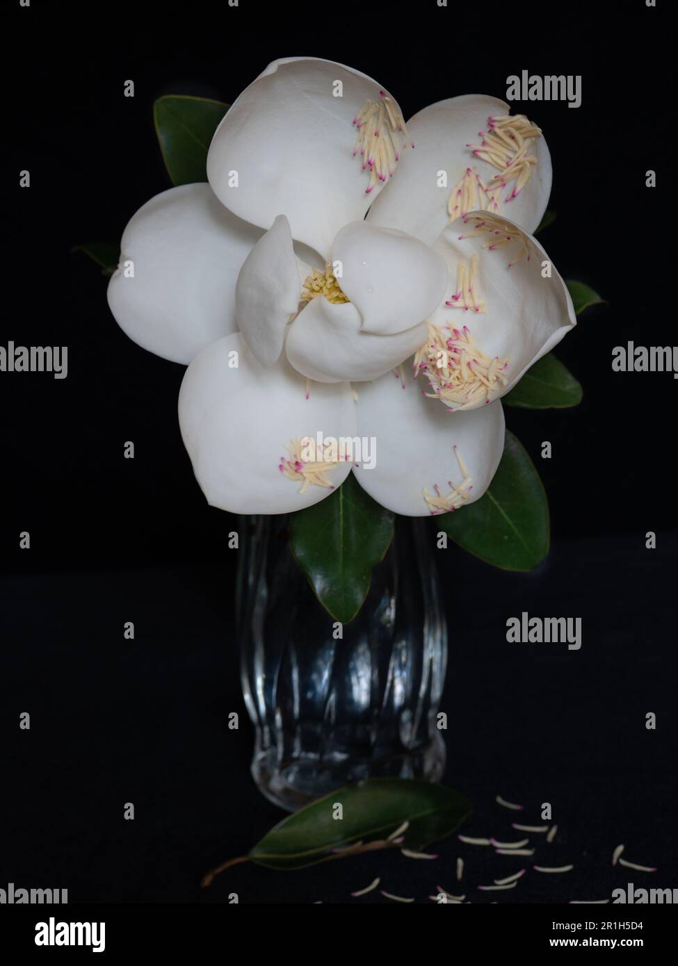 Etude de la grande fleur blanche de la grandiflora de Magnolia avec des étamines à bout rose sur les pétales. Banque D'Images