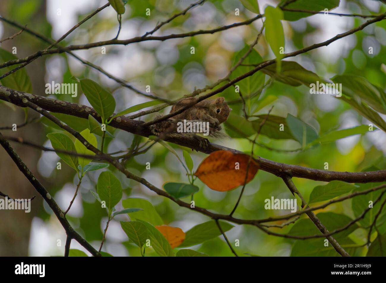 Petit chipmunk dans les arbres de nettoyage Sri lanka Banque D'Images