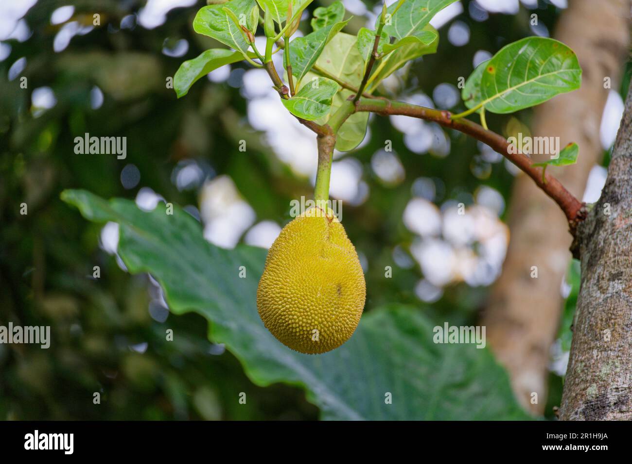 Durian ou jackfruit pendant un arbre au Sri lanka Banque D'Images