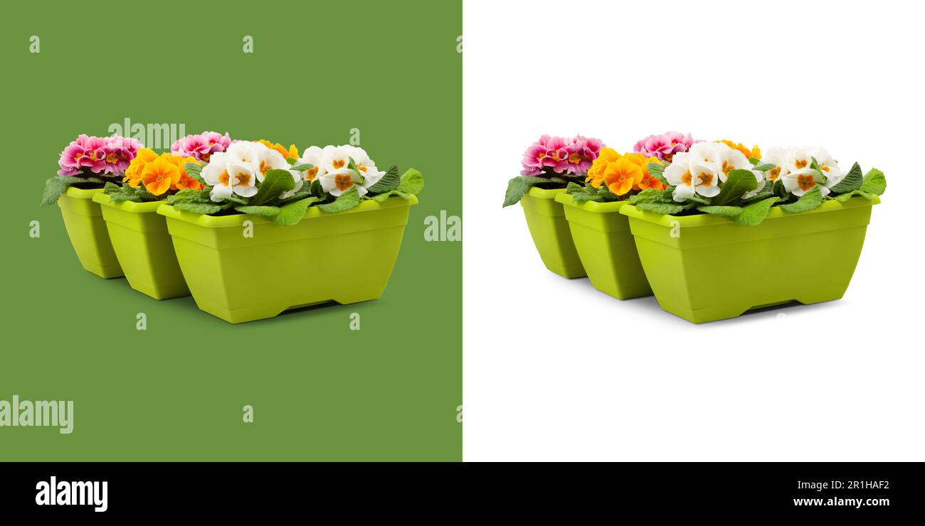 Plantes de Primroses fleuries dans des pots verts en plastique. Vue de face des fleurs isolée sur fond blanc et vert. Concept de cadeau printemps, jardinage et fleurs Banque D'Images