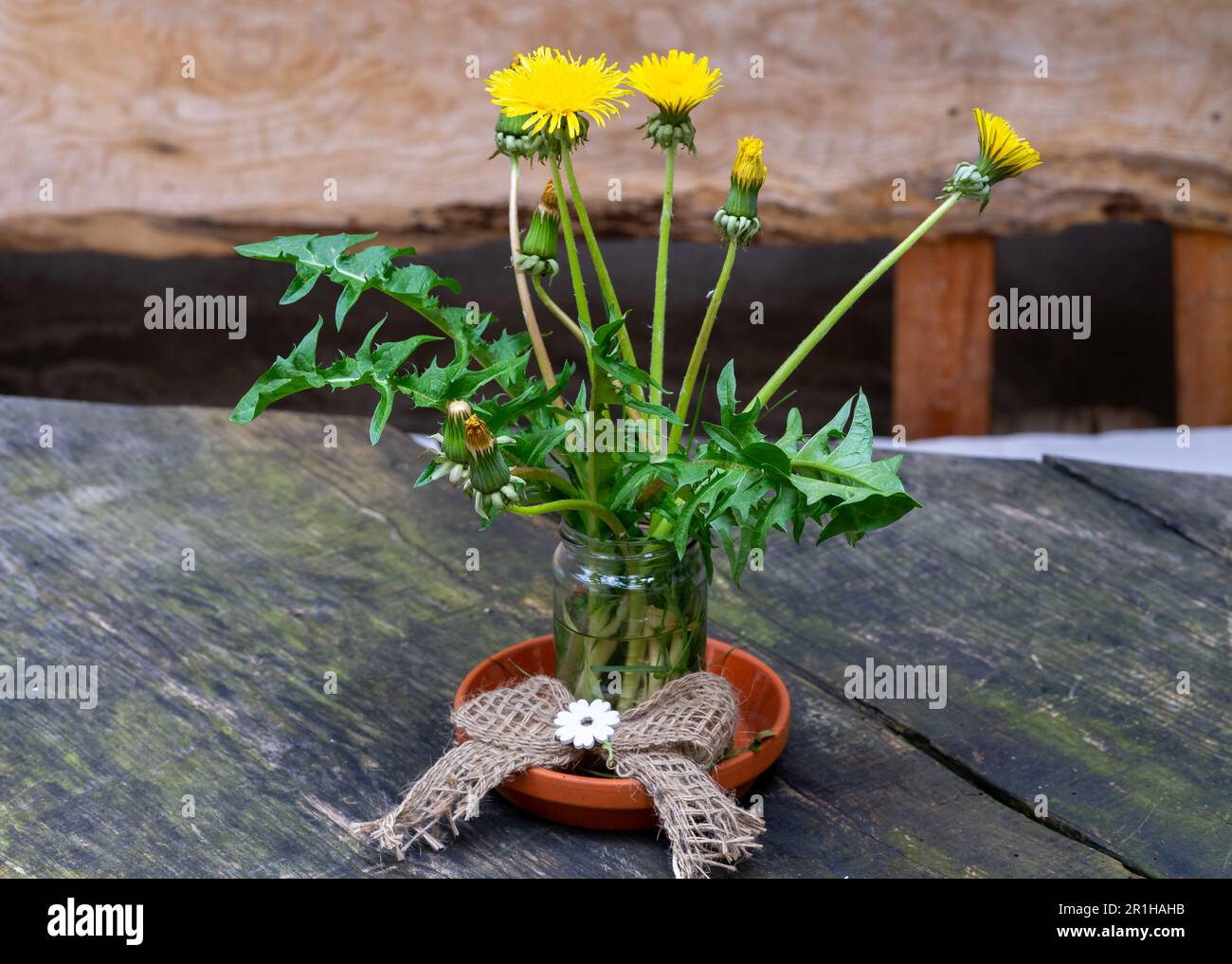 pissenlits fleuris dans un seau en bois Banque D'Images