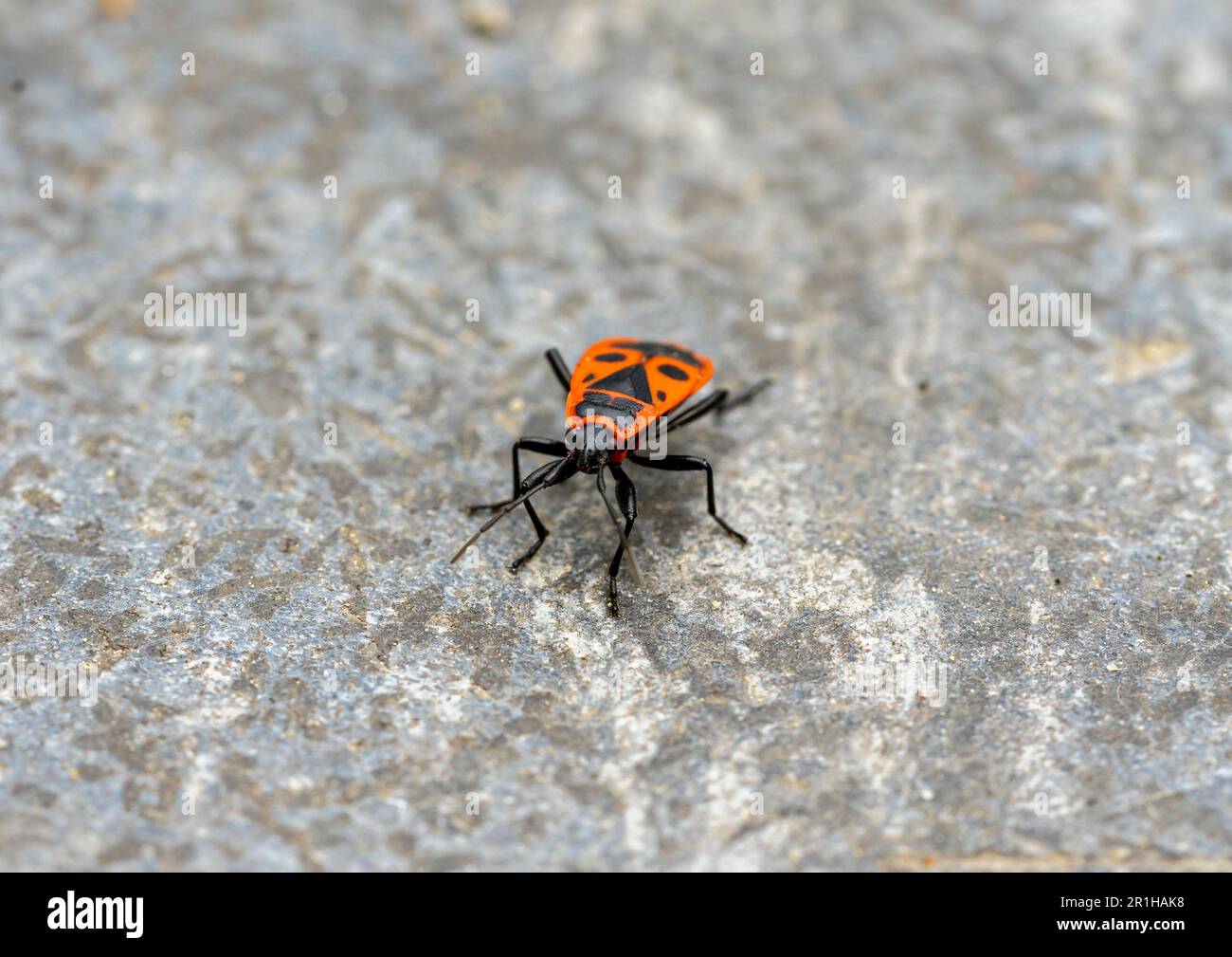 gros plan sur un insecte du feu dans le jardin Banque D'Images