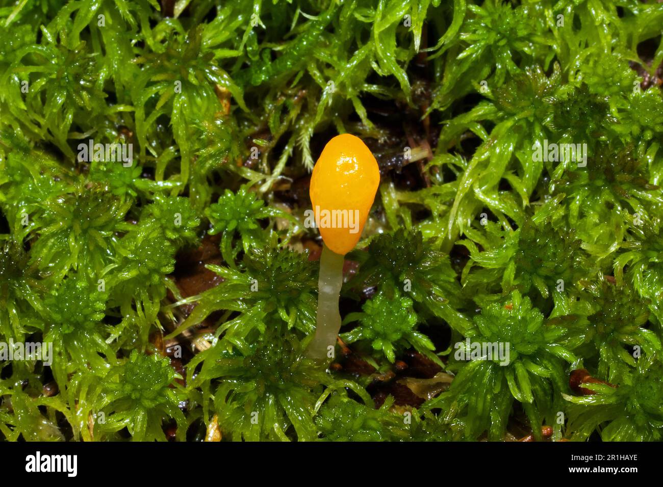 Mitrula paludosa (balise des marais) est un champignon présent dans les marécages et les tourbières. Il se produit dans tout l'hémisphère Nord et est enregistré en Afrique du Sud. Banque D'Images