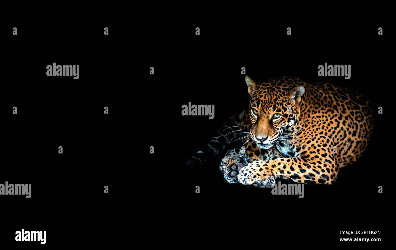 Une jaguar allongée en faisant un contact visuel isolé sur un arrière-plan noir avec de la place pour le texte Banque D'Images