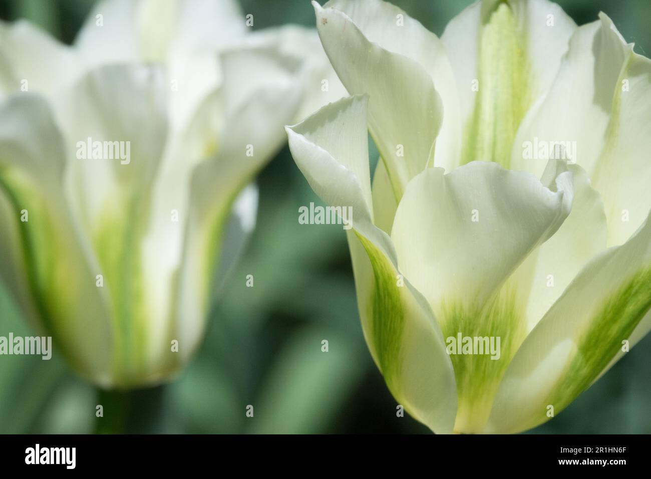 Viridiflora Groupe tulipes 'Spring Green' Tulip White cultivar Tulipa 'Spring Green' Tulipa fleurs en fleurs mai Tulipes blanches fleurs en fleurs Banque D'Images