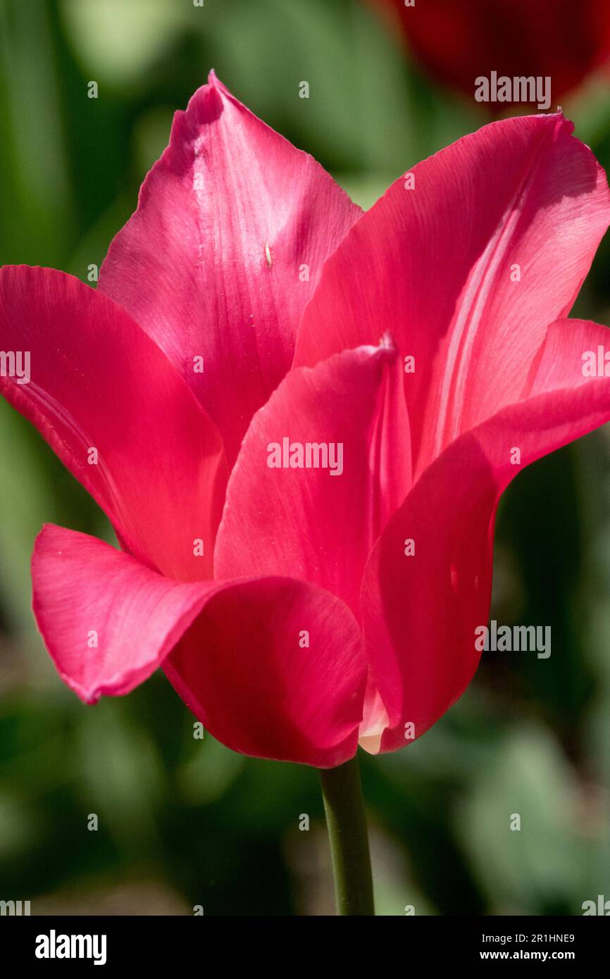 Tulipe « rose de Chine » Tulipa, rose, fleur Banque D'Images