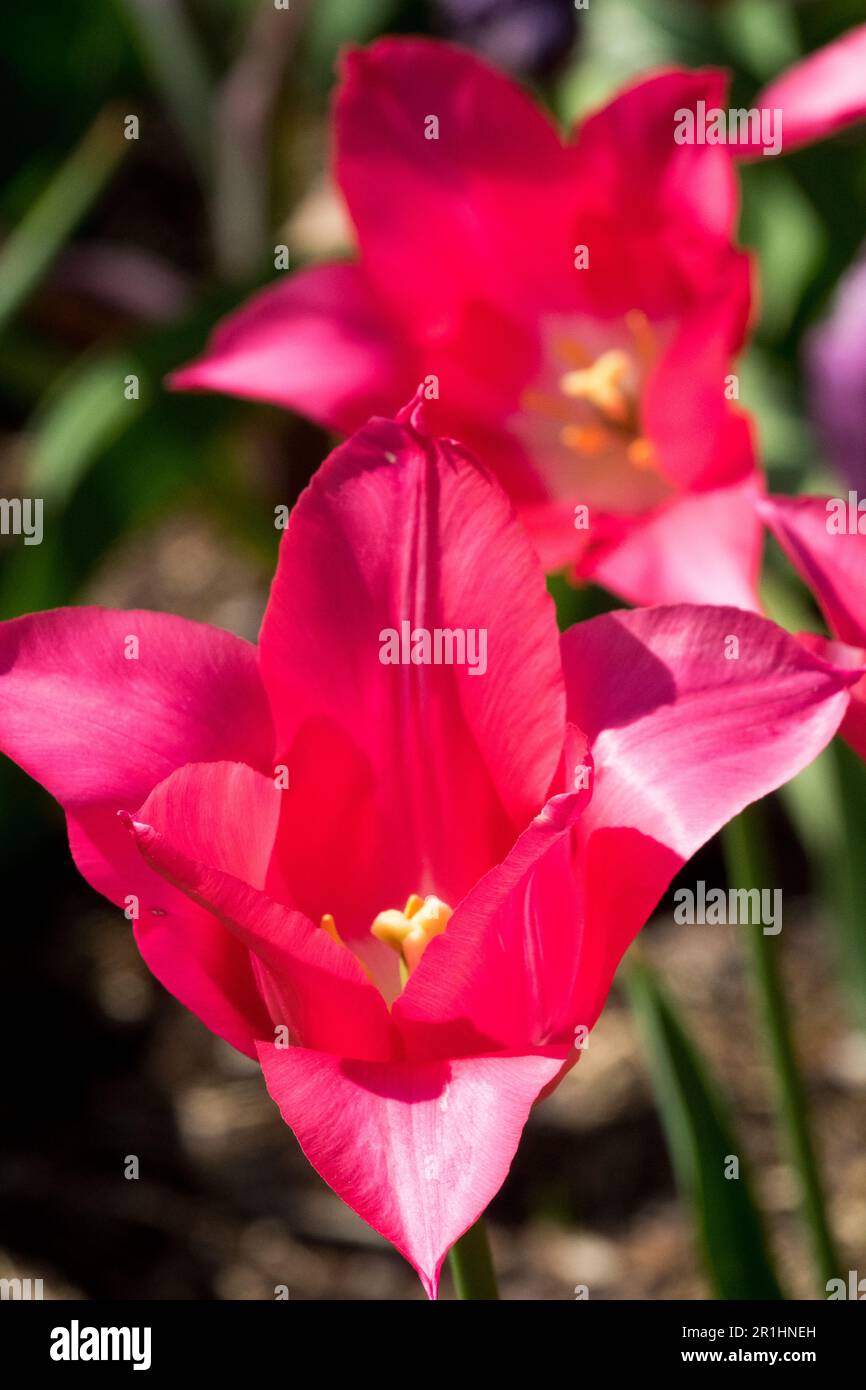 Tulipe à fleurs de nénuphars Tulipa, rose, tulipes Banque D'Images