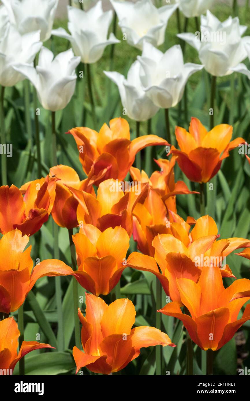 Fleurs blanches d'orange, blanc d'orange, tulipes 'Ballerina' tulipe 'White Triumphator' Tulipa, à fleurs de Lily Banque D'Images