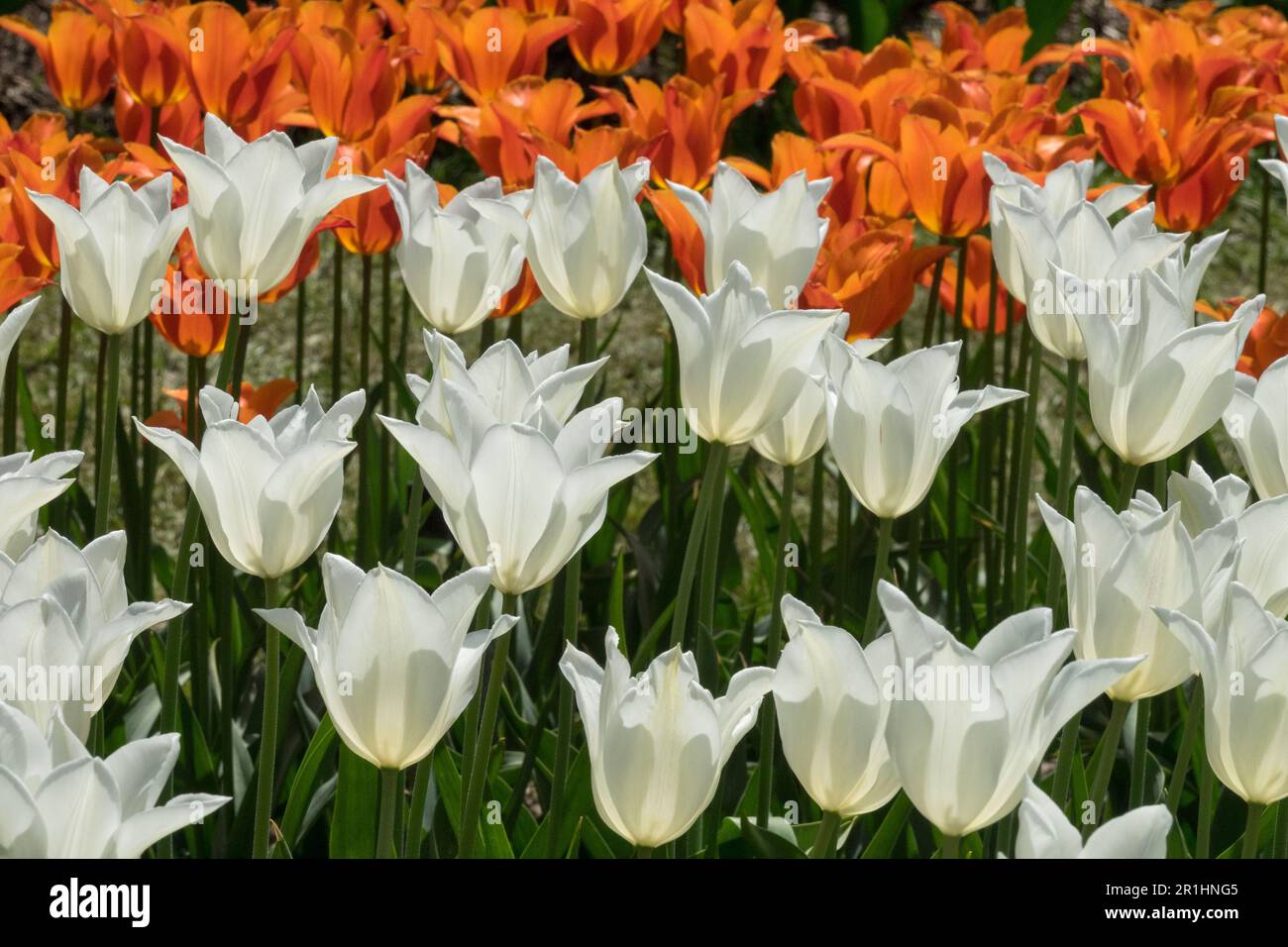 Tulipes, Orange blanc, tulipe 'White Triumphator', fond tulipe 'Ballerina' Banque D'Images