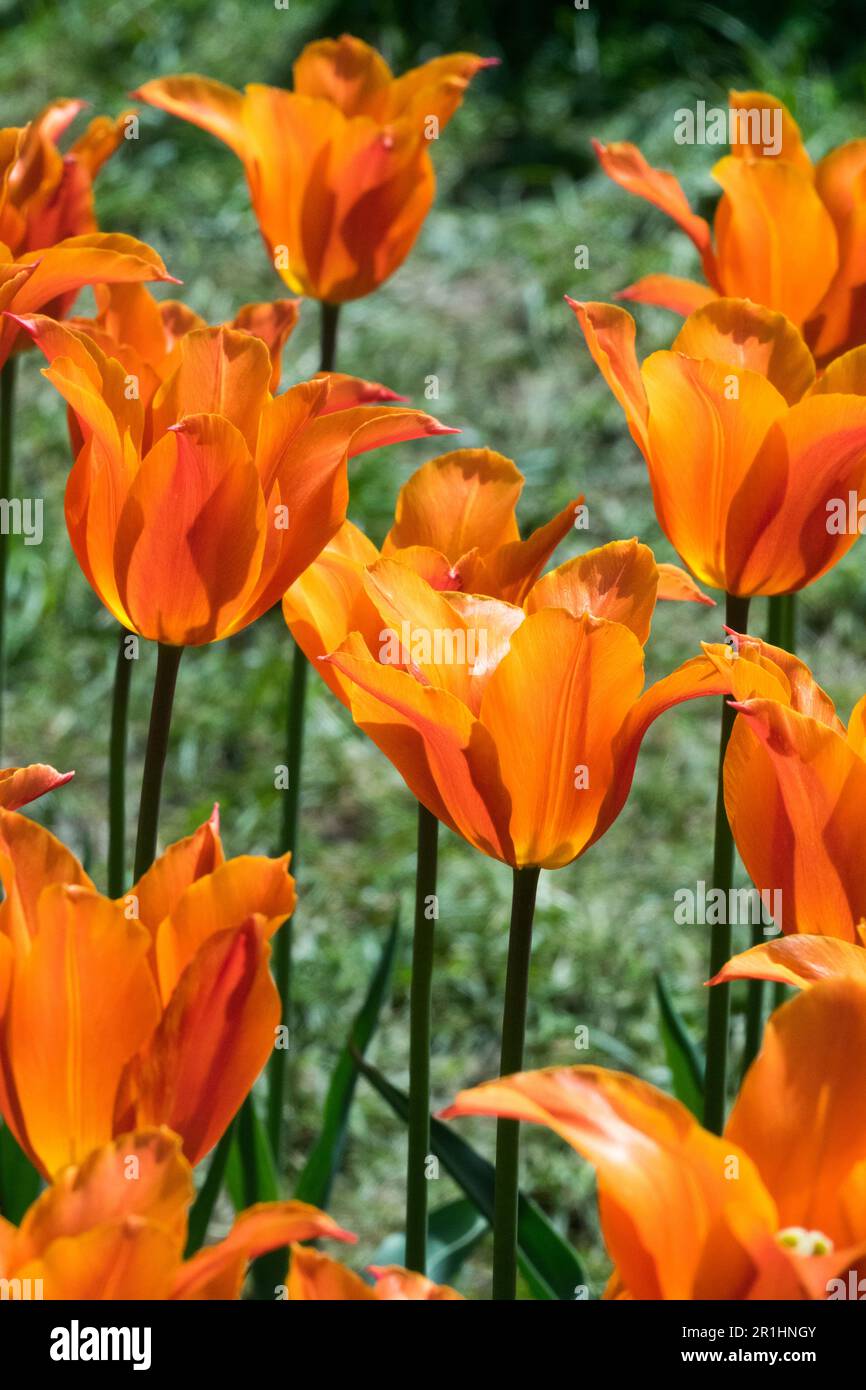 Ballerine, tulipes, orange Banque D'Images