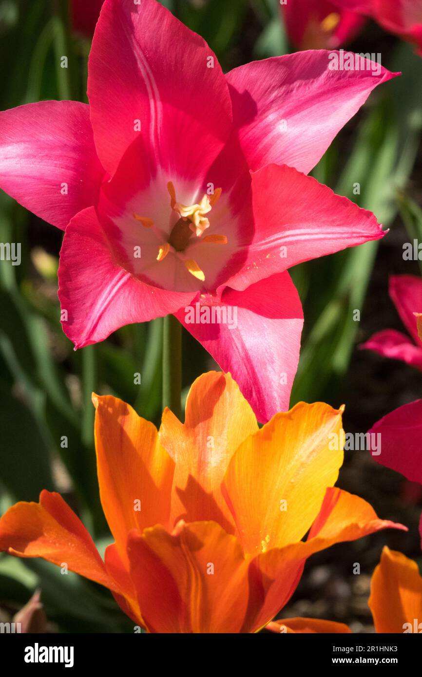 Tulipe 'mariette', Tulipa 'Ballerina', couleur rose orange, tulipes à fleurs de nénuphars Banque D'Images