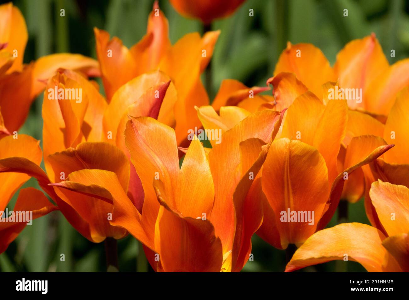 Tulipa 'Ballerina', tulipes orange Banque D'Images