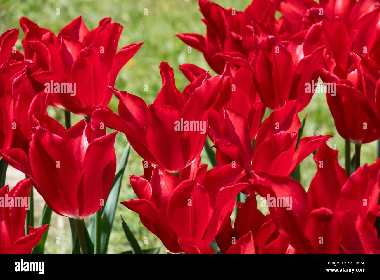 Tulipe à fleurs de nénuphars Tulipa, tulipes, rouge, cultivar, tulipes rouges Tulipa Banque D'Images