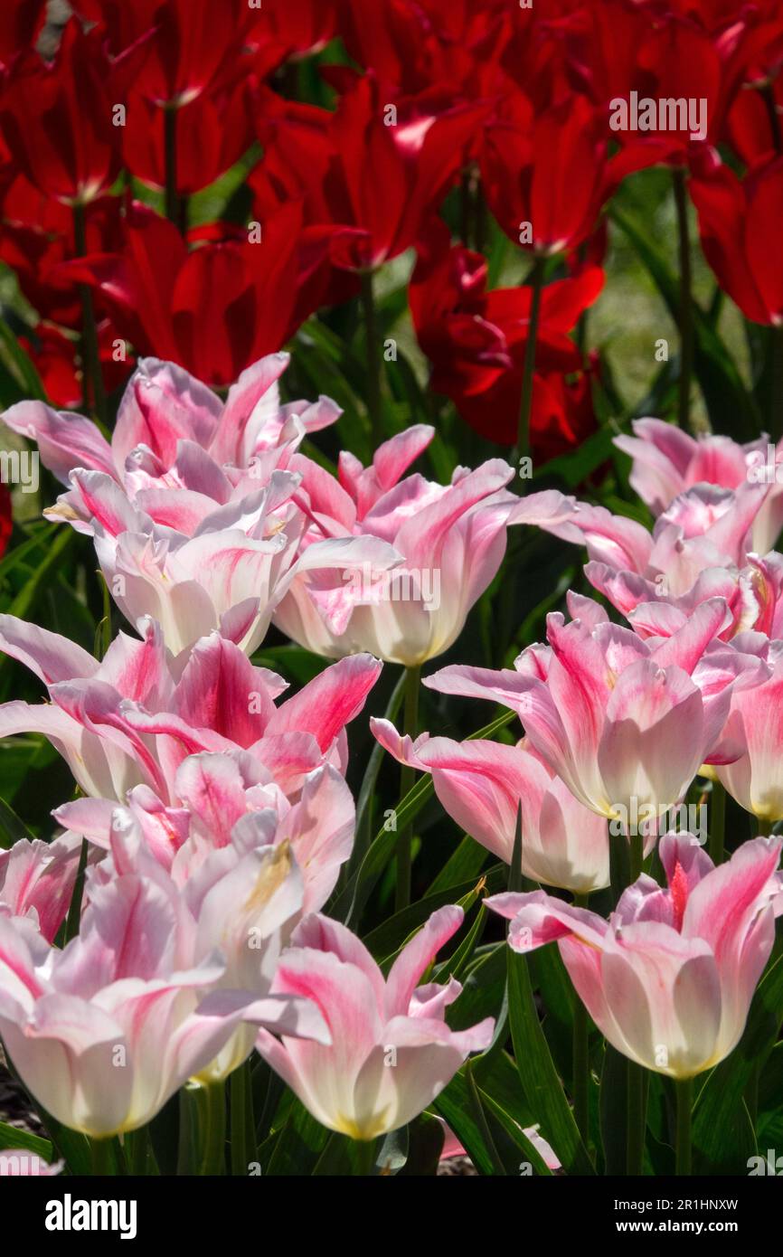 Blanc Rose Rouge tulipes affichage jardin Flower Bed Tulip 'Holland Chic' Liliaceae Lily fleurs fleuries printemps mai floraison Tulipa Moneymaker Banque D'Images