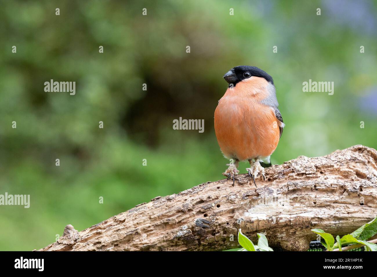 Bullfinch eurasien mâle adulte (Pyrrhula pyrrhula) se dresse sur une bûche avec des pattes squameuses - Yorkshire, Royaume-Uni (mai 2023) Banque D'Images