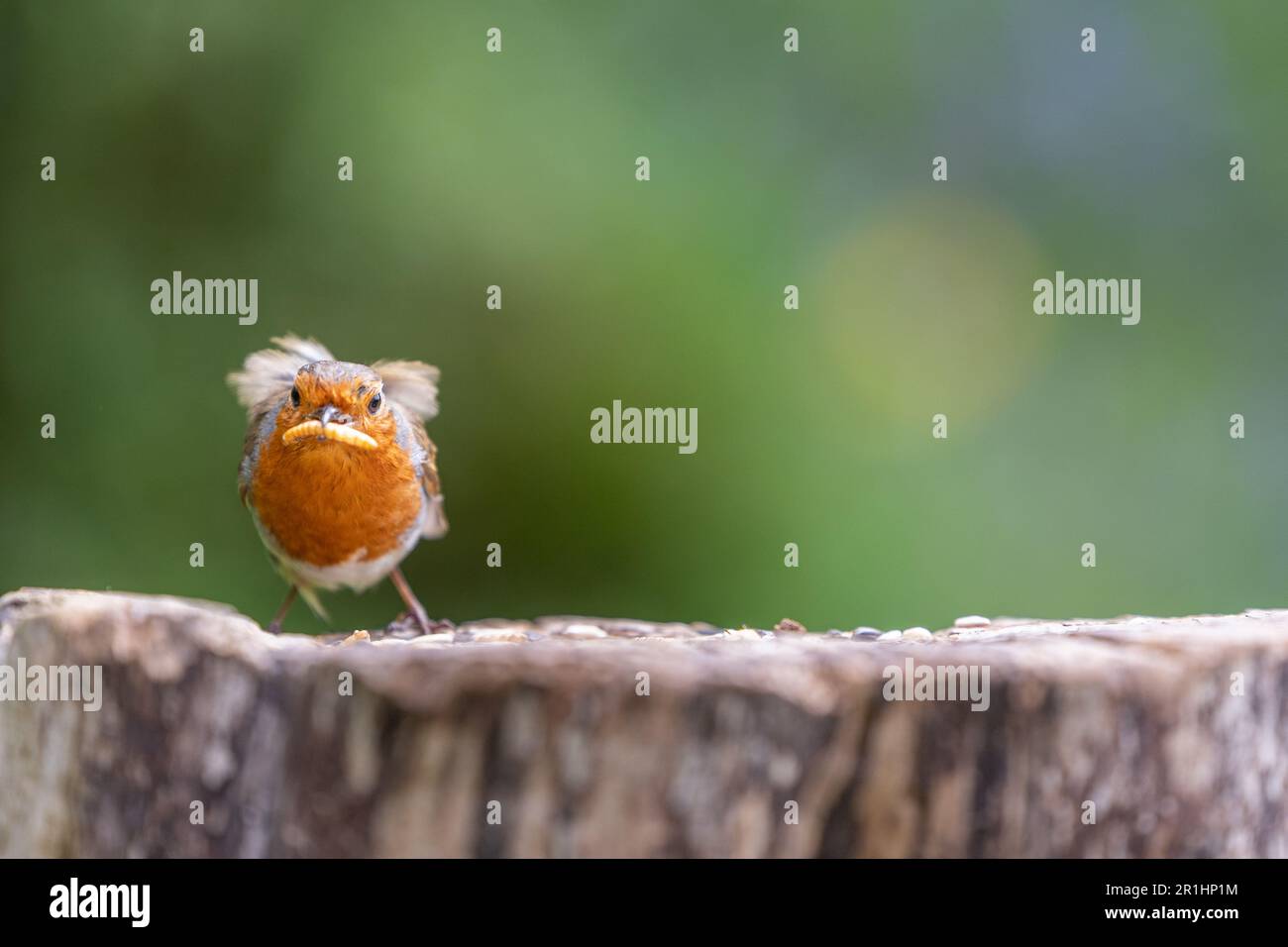 Robin (erithacus rubecula), sur une bûche, avec un ver sec dans son bec - Yorkshire, Royaume-Uni Banque D'Images
