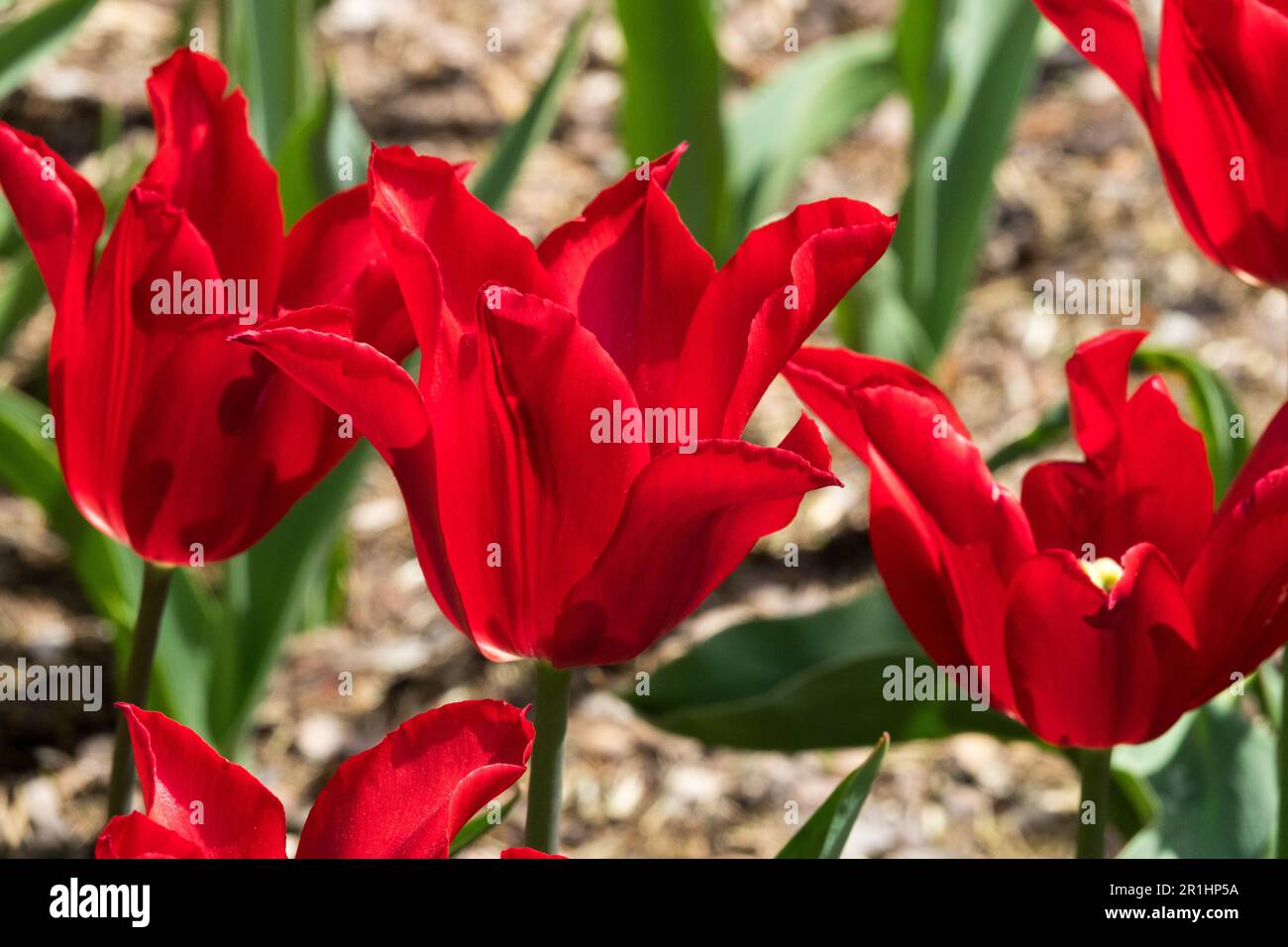 Tulipe rouge à fleurs de nénuphars, fleurs de Tulipa, tulipes rouges, métier à tisser, Tulipa '' Banque D'Images