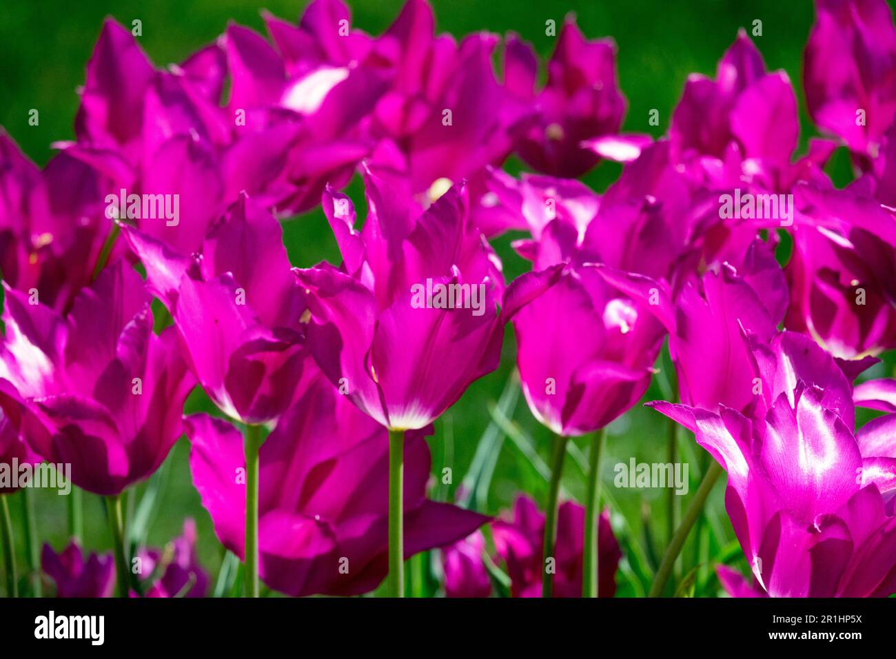 Tulipe à fleurs de Lily 'Purple Dream', Tulipa, fleurs Banque D'Images