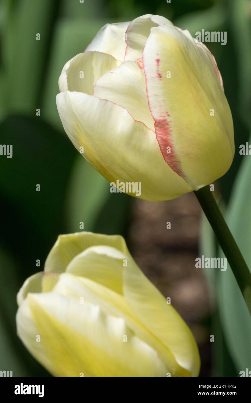 Tulipe Blashing Lady, Tulipa, Pale, jaune, Fleur Banque D'Images