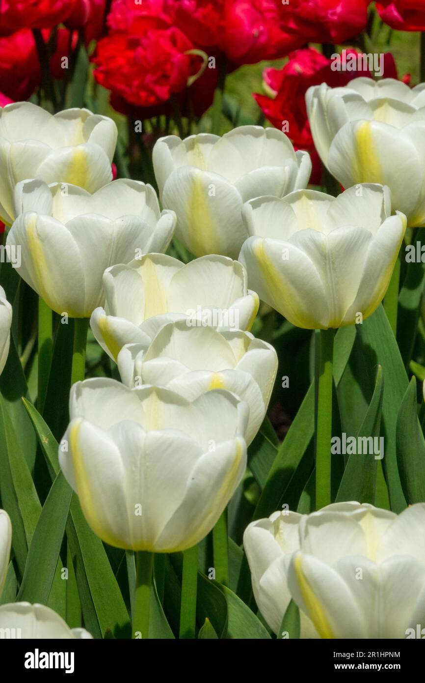 Tulips Tulips jaune blanc tulipe 'Angels Wish' Tulipa Banque D'Images