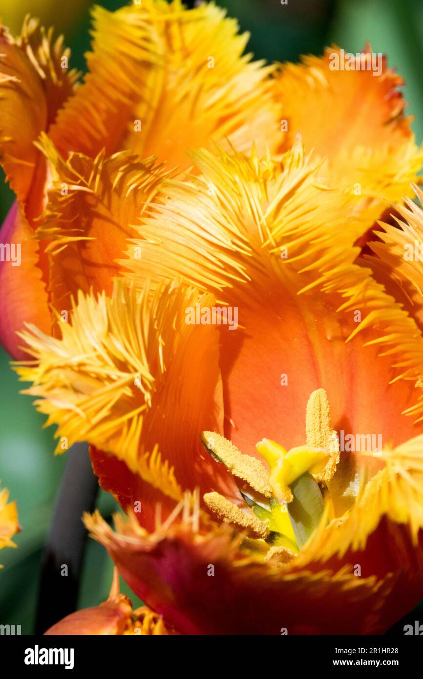 Orange, tulipe à franges « Lambada » Tulipa Banque D'Images