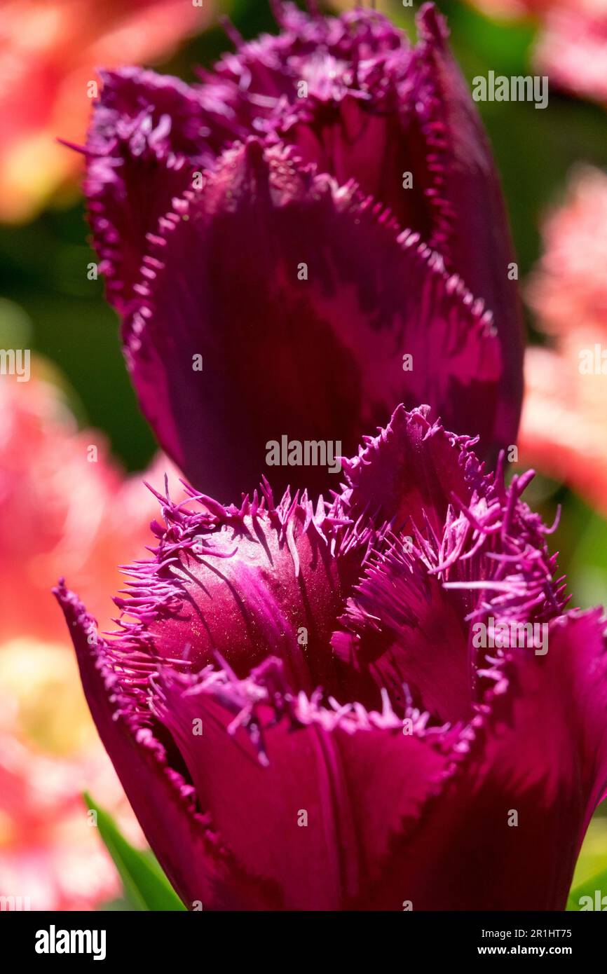 Tulipe « Curly Sue » Banque D'Images